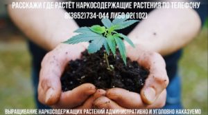 Телефон доверия
